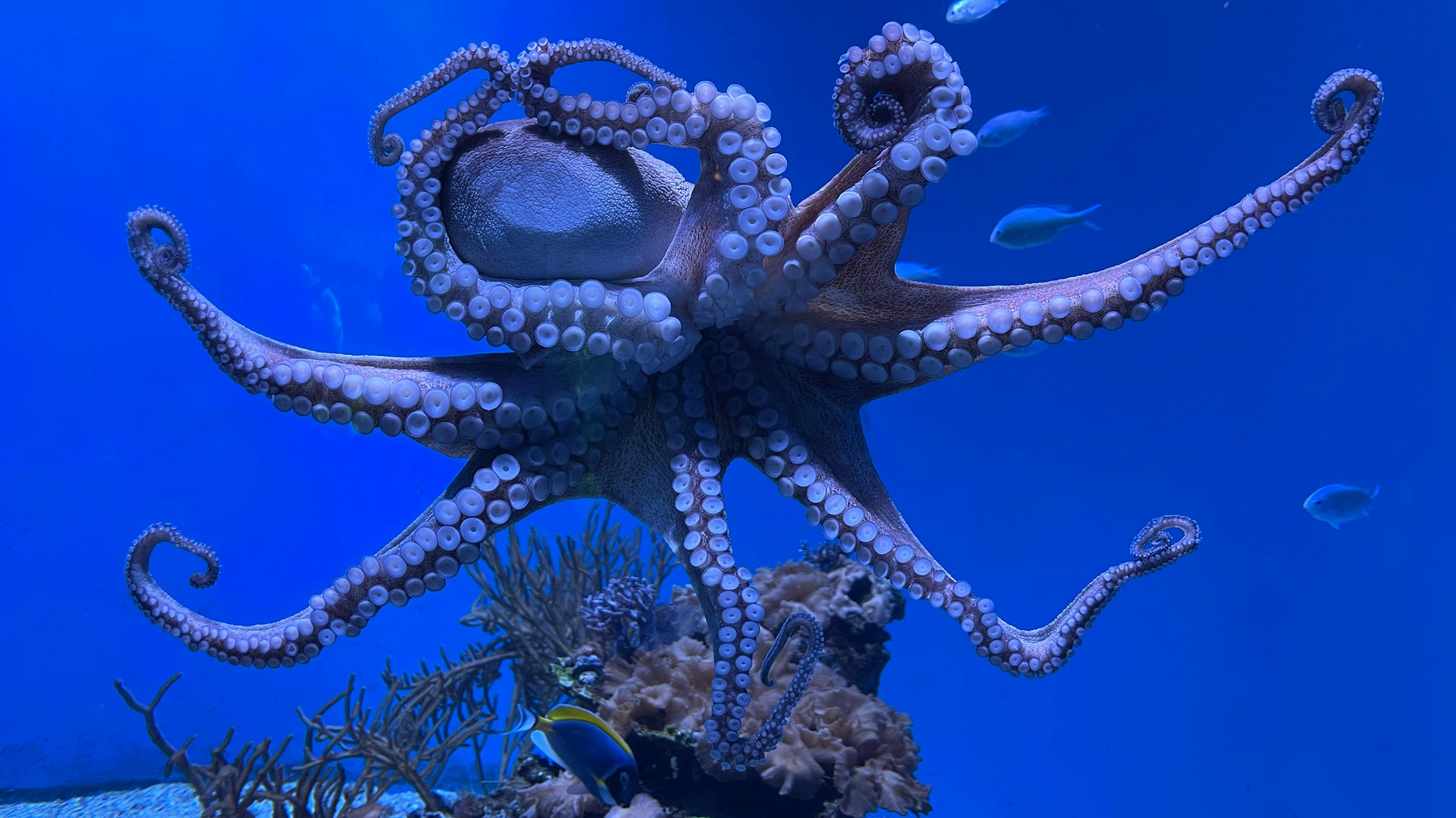 Resilience?  Be like an octopus!