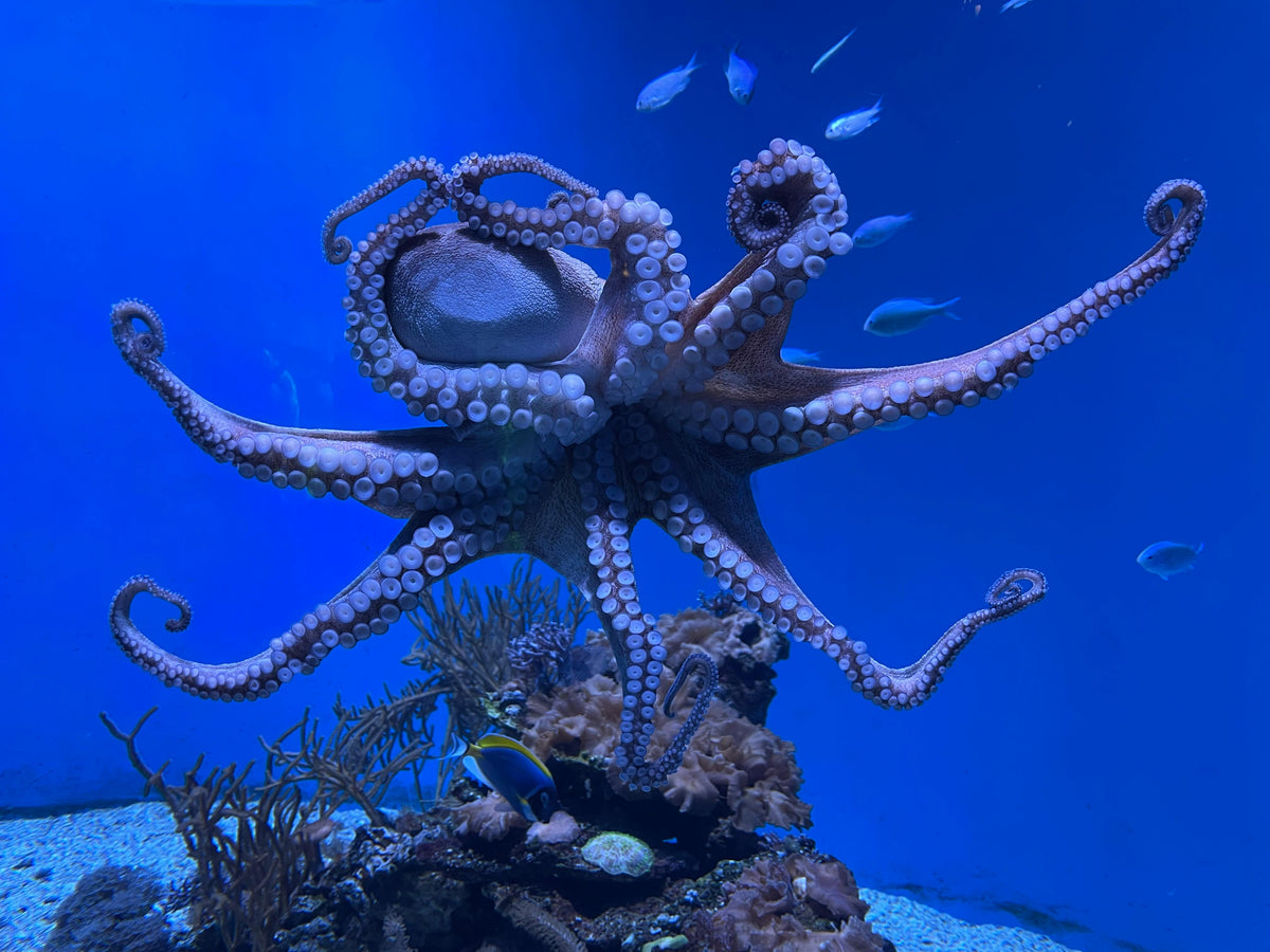 Resilience? Be like an octopus! – Empower Therapies